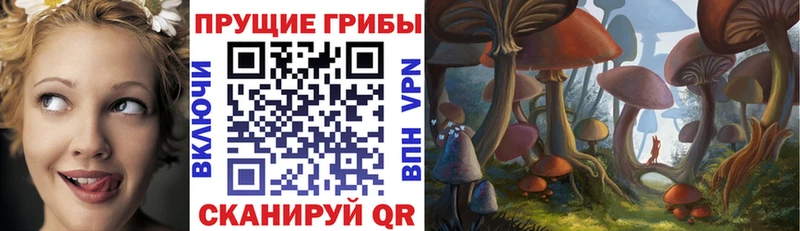 где найти Свирск Галлюциногенные грибы Psilocybine cubensis